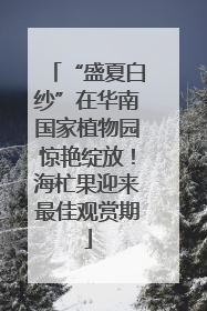 “盛夏白纱”在华南国家植物园惊艳绽放！海杧果迎来最佳观赏期