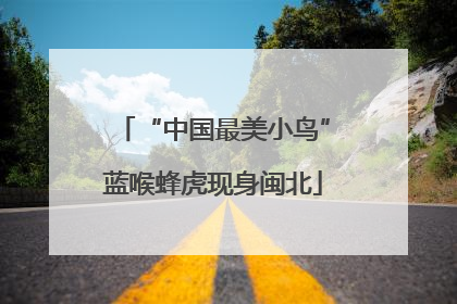 “中国最美小鸟”蓝喉蜂虎现身闽北