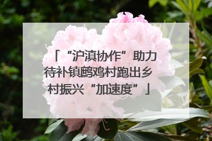 “沪滇协作”助力待补镇鹧鸡村跑出乡村振兴“加速度”