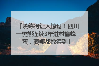 熟练得让人惊讶！四川一黑熊连续3年进村偷蜂蜜，藏哪都找得到