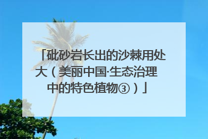 砒砂岩长出的沙棘用处大（美丽中国·生态治理中的特色植物③）