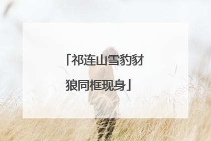 祁连山雪豹豺狼同框现身