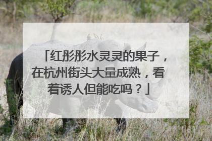 红彤彤水灵灵的果子，在杭州街头大量成熟，看着诱人但能吃吗？