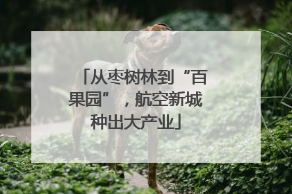 从枣树林到“百果园”，航空新城种出大产业