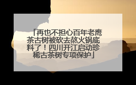 再也不担心百年老鹰茶古树被砍去熬火锅底料了！四川开江启动珍稀古茶树专项保护