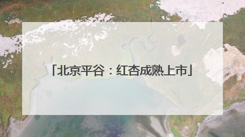 北京平谷：红杏成熟上市