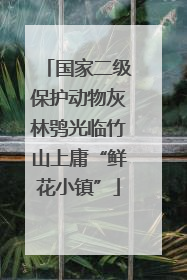 国家二级保护动物灰林鸮光临竹山上庸“鲜花小镇”