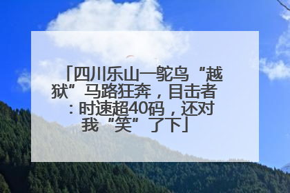 四川乐山一鸵鸟“越狱”马路狂奔，目击者：时速超40码，还对我“笑”了下
