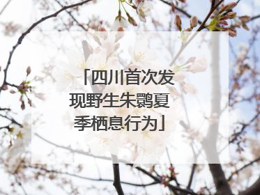 四川首次发现野生朱鹮夏季栖息行为