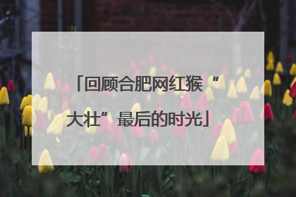 回顾合肥网红猴“大壮”最后的时光
