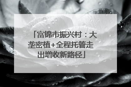 富锦市振兴村：大垄密植+全程托管走出增收新路径