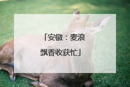 安徽：麦浪飘香收获忙