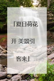 夏日荷花开 美景引客来