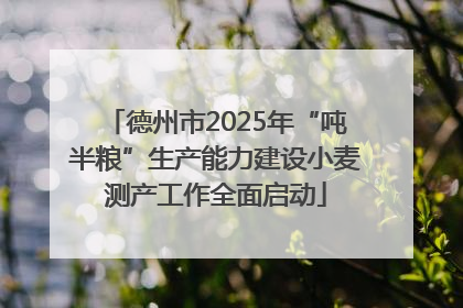 德州市2025年“吨半粮”生产能力建设小麦测产工作全面启动
