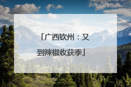 广西钦州：又到辣椒收获季