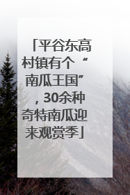 平谷东高村镇有个“南瓜王国”，30余种奇特南瓜迎来观赏季