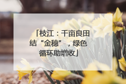 枝江：千亩良田结“金穗”，绿色循环助增收