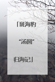 斑海豹“汤圆”归海记