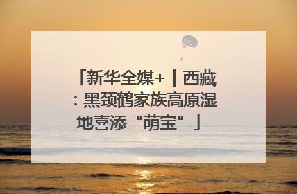 新华全媒+｜西藏：黑颈鹤家族高原湿地喜添“萌宝”