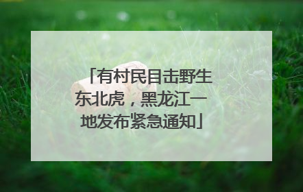 有村民目击野生东北虎，黑龙江一地发布紧急通知