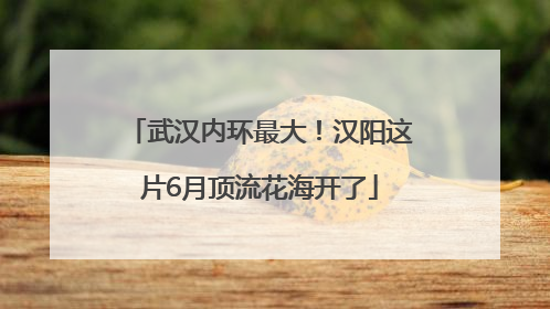 武汉内环最大！汉阳这片6月顶流花海开了