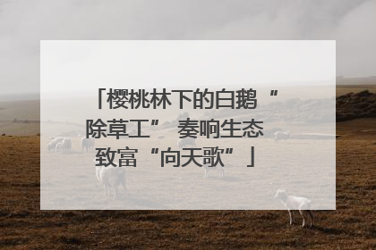 樱桃林下的白鹅“除草工” 奏响生态致富“向天歌”