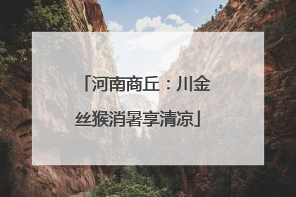 河南商丘：川金丝猴消暑享清凉