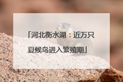 河北衡水湖：近万只夏候鸟进入繁殖期