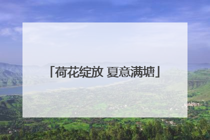 荷花绽放 夏意满塘
