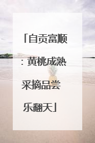 自贡富顺：黄桃成熟 采摘品尝乐翻天