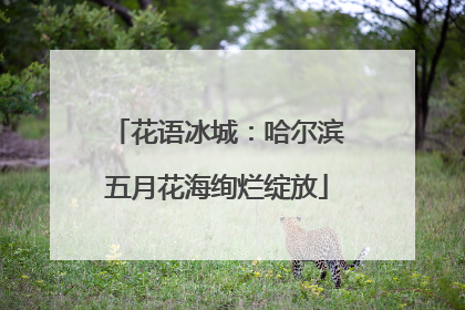 花语冰城：哈尔滨五月花海绚烂绽放