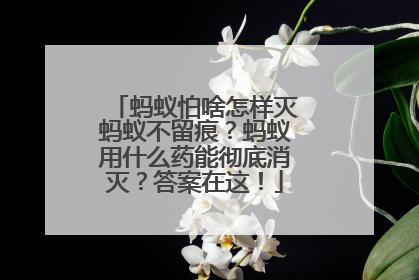 蚂蚁怕啥怎样灭蚂蚁不留痕？蚂蚁用什么药能彻底消灭？答案在这！