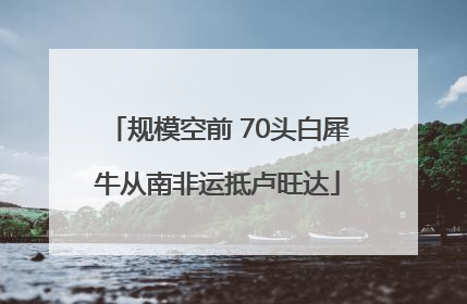 规模空前 70头白犀牛从南非运抵卢旺达