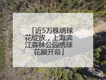 近5万株绣球花绽放，上海滨江森林公园绣球花展开幕