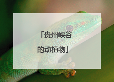 贵州峡谷的动植物