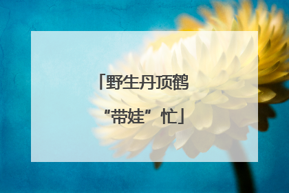 野生丹顶鹤“带娃”忙