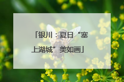 银川：夏日“塞上湖城”美如画