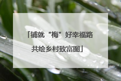 铺就“梅”好幸福路 共绘乡村致富图