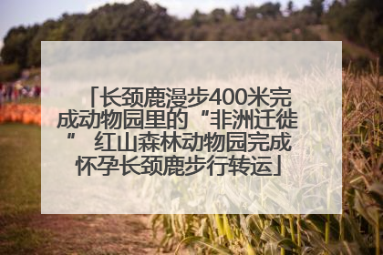 长颈鹿漫步400米完成动物园里的“非洲迁徙” 红山森林动物园完成怀孕长颈鹿步行转运