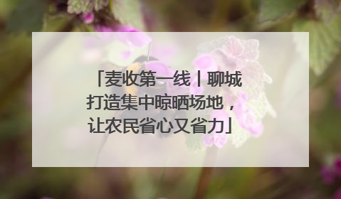 麦收第一线丨聊城打造集中晾晒场地，让农民省心又省力