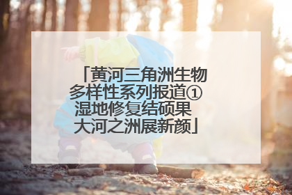 黄河三角洲生物多样性系列报道①湿地修复结硕果 大河之洲展新颜