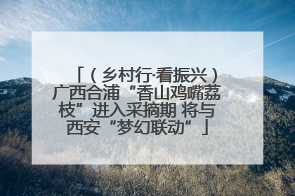 （乡村行·看振兴）广西合浦“香山鸡嘴荔枝”进入采摘期 将与西安“梦幻联动”