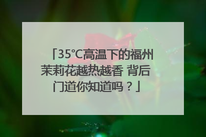 35℃高温下的福州茉莉花越热越香 背后门道你知道吗？
