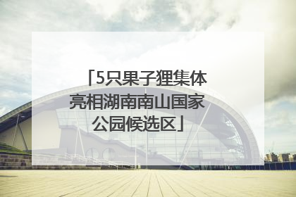 5只果子狸集体亮相湖南南山国家公园候选区