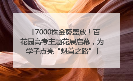 7000株金葵盛放！百花园高考主题花展启幕，为学子点亮“魁首之路”
